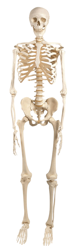 scheletro